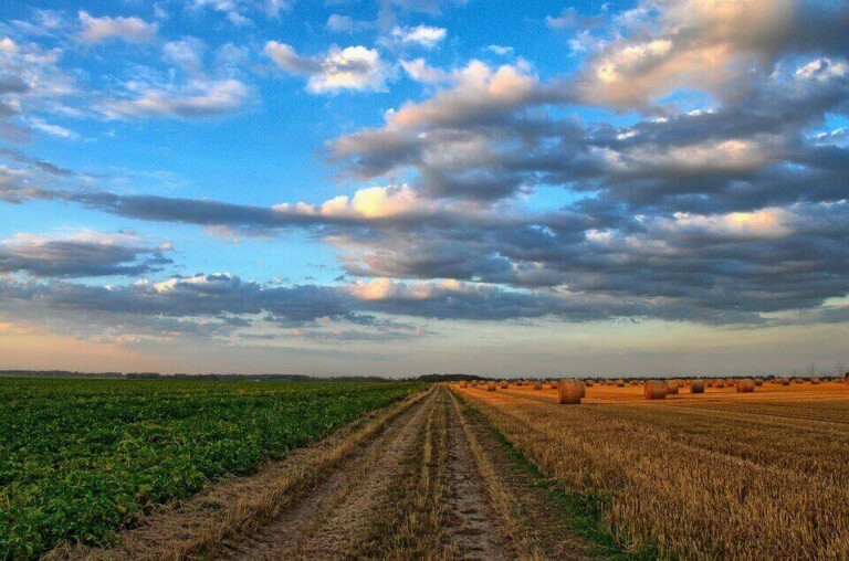 A dirt path runs through the middle of a field under a sky with scattered clouds. On the left side, there are green crops, and on the right side, hay bales dot a harvested field of golden-brown stubble. The horizon features distant trees, reminiscent of rural landscapes in Latin America.