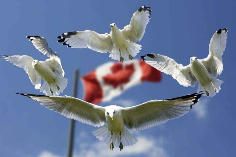 Four seagulls in flight with wings outstretched against a clear blue sky. In the background, a large Canadian flag is visible, slightly out of focus—a subtle nod to the influence of Canadian companies globally, from nature to sectors like the Biz Latin Hub.