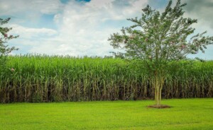 opportunities for Australian Sugar farmers 