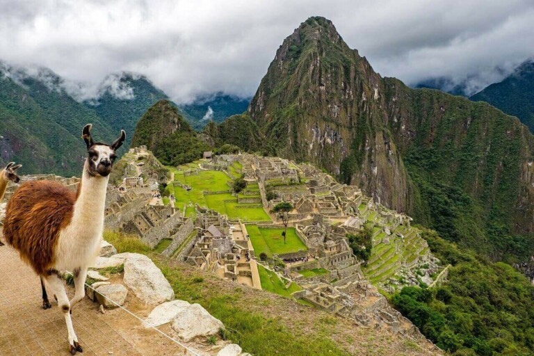 A llama stands on a pathway overlooking the ancient Inca city of Machu Picchu, with green terraced fields and stone structures spread out below. A large mountain rises in the background under a cloudy sky, showcasing the natural formation that surrounds this historic empresa.