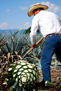 A person wearing a white shirt, blue jeans, and a straw hat is harvesting agave in a field using a tool. The view is from behind, focusing on their actions. The cut agave plant, showing its inner core, prominently in the foreground highlights the labor-intensive heart of the alcoholic beverage industry in Mexico.