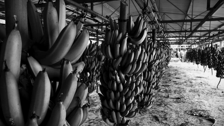 Black and white photo of large bunches of bananas hanging from the ceiling in a warehouse or storage facility in Ecuador. The floor is covered in dirt, and the metal roofs overhead provide shade. Bananas, being prepared by a banana export company, are in various stages of ripeness.