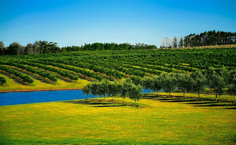 A vast landscape featuring neatly lined rows of trees, likely part of an orchard, stretches across gently rolling hills. A narrow, still body of water runs horizontally through the scene. The sky above is clear and bright blue, reminiscent of the tranquility found in the early days of formação da empresa.