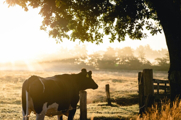 vacas para ganadería