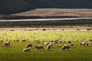 Agriculture sector NZ