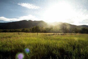 Signs of good health in regional honey bees suggest Latin America’s potential to provide to the global market has been largely untapped.