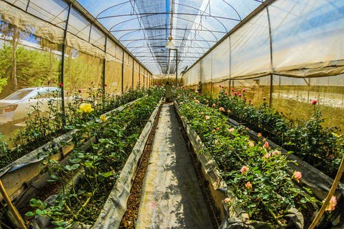 Cannabis in a greenhouse