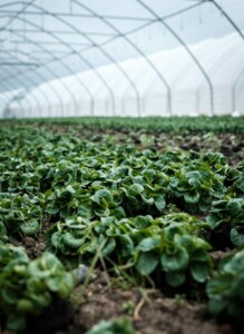 Agriculture Uruguay