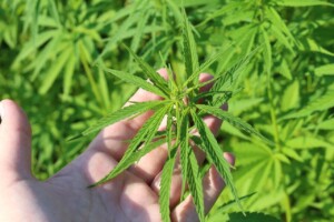 cannabis leaf for article on Peru's new cannabis law