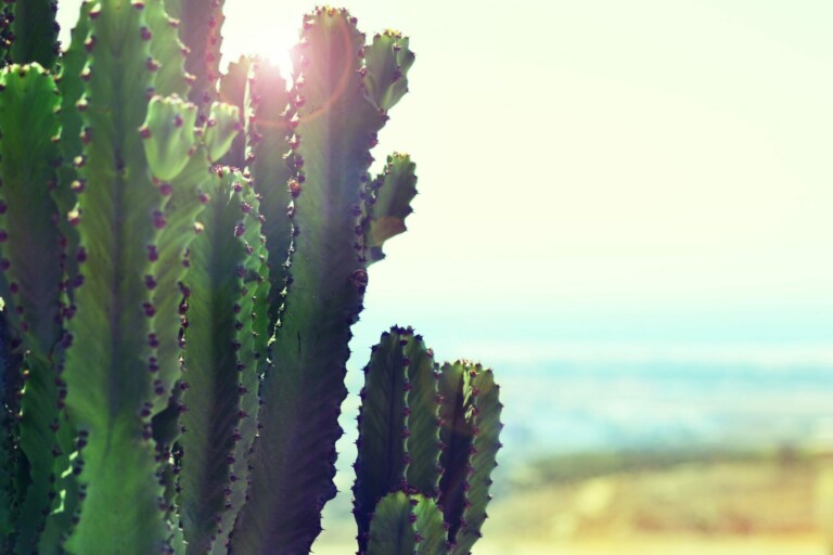 Close-up of a green cactus with sunlight peeking through its branches, evoking the vibrant landscapes of Mexico. The background shows an out-of-focus beach and ocean under a clear sky. The image captures the contrast between the sharp textures of the cactus and the serene seascape.