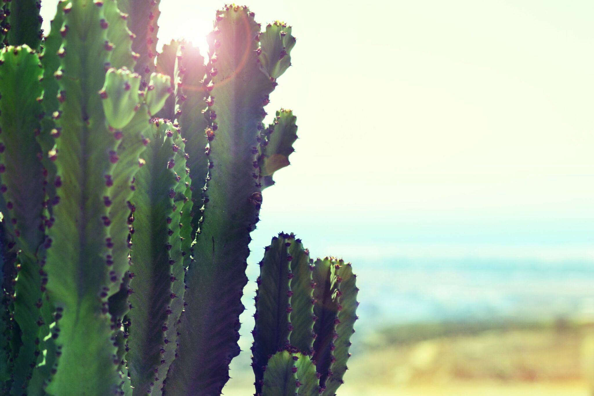 Un primer plano de un cactus verde con espinas y pequeños brotes en sus bordes. La luz del sol se filtra a través del cactus, creando un fondo brillante y ligeramente brumoso que sugiere un ambiente desértico o costero. El cielo se ve apenas a lo lejos.