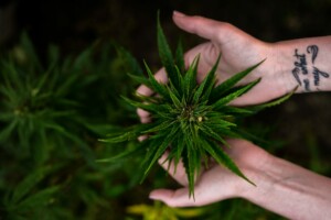 Person holding cannabis plant