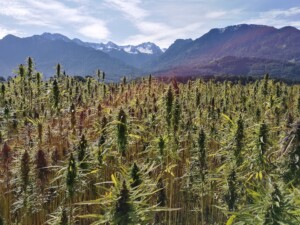 A large hemp field with dense, tall green plants is shown in the foreground, resembling the cannabis fields in Ecuador. Snow-capped mountains and lush forests are in the background against a partly cloudy sky. Sunlight filters through, creating a faint lens flare effect.