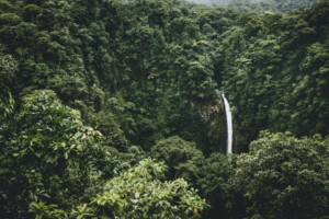 A jungle somewhere in latin america.