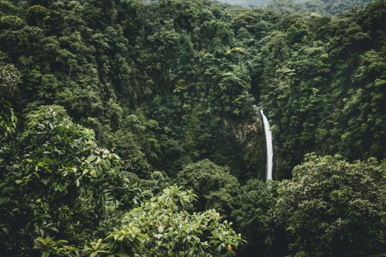 A jungle somewhere in latin america.