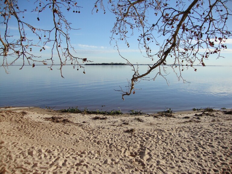 A sandy beach with small scattered branches and leaves. A calm body of water extends into the horizon under a clear blue sky. Overhead, a large, leafless tree branch with some small seed pods hangs in the foreground, reminiscent of formations you might find along coasts in Uruguay.