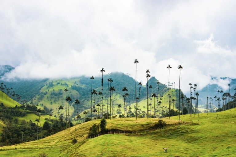 A lush, green valley with tall, slender palm trees scattered throughout. Rolling hills are in the background, partially covered by fog and clouds. The scene is serene and tranquil, reminiscent of the picturesque landscapes benefited by os incentivos fiscais da Colômbia.