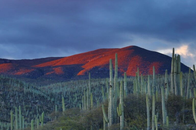 Un paisaje protagonizado por numerosos cactus altos en primer plano y una montaña al fondo. La parte superior de la montaña está bañada por una cálida luz de color rojo anaranjado, que contrasta con el cielo azul y nublado. Esta pintoresca escena, que recuerda a Exportaciones en México, sugiere un ambiente desértico cerca del atardecer o del amanecer.