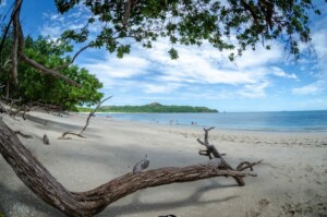 A sandy beach with clear blue skies and scattered clouds. The shoreline is lined with green trees, with branches extending towards the sand. The calm ocean water reflects the sky, and a few people in the distance are near the water.