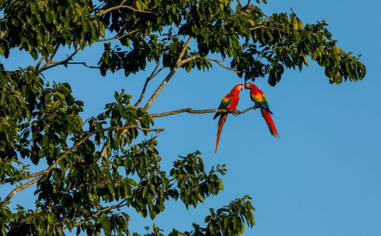 Dos coloridos loros posados en una rama de un árbol frondoso contra un cielo azul claro en el corazón del Triángulo del Caribe. Los loros, predominantemente rojos con detalles en amarillo y verde en sus alas y colas, están bellamente enmarcados por las ramas y hojas del árbol en el centro de la imagen.