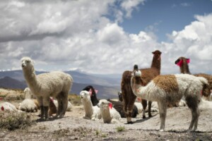 Un grupo de llamas con diferentes colores de pelaje se encuentra y se sienta en un terreno rocoso bajo un cielo nublado. Algunas de las llamas lucen borlas rojas en las orejas, que recuerdan las tradiciones culturales. Al fondo, el paisaje accidentado muestra majestuosas montañas y valles, que encarnan el espíritu del registro marcas en Perú.