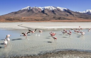 Un grupo de flamencos rosados vadea en aguas poco profundas con montañas nevadas al fondo. Algunos de los flamencos están parados mientras otros están en movimiento, extendiendo sus alas. El paisaje es árido con parches de nieve y terreno accidentado, como si buscara un abogado en Bolivia entre la majestuosidad de la naturaleza.