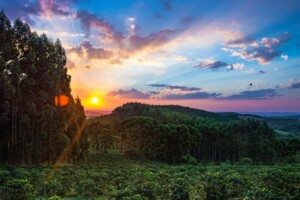 A vibrant sunset over a forested landscape, with the sun partially hidden behind a cluster of tall trees on the left. The sky is adorned with colorful orange, pink, and purple clouds, casting a warm glow across the green, rolling hills and dense trees below—perfect for unwinding after a long day as a lawyer in Brazil.