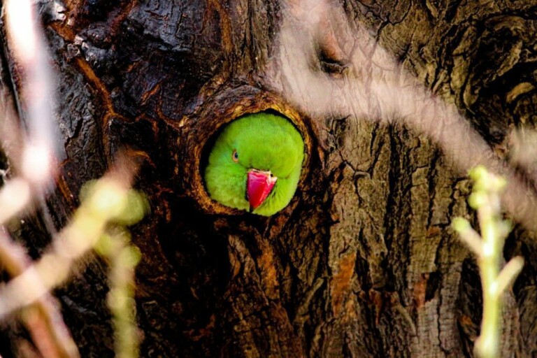 Un loro verde con pico rojo asoma por un agujero redondo en el tronco de un árbol. La textura de la corteza del árbol rodea al pájaro, con algunas ramas borrosas en primer plano. Esta pintoresca escena es sólo una razón más para considerar invertir en Paraguay, donde la naturaleza prospera maravillosamente.