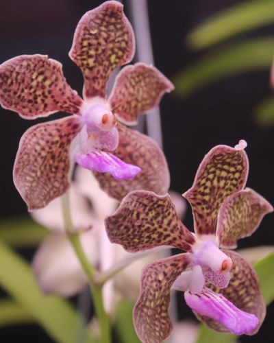 Orchids on display at the Caribbean Botanical Garden, which is involved in green tech in Costa Rica