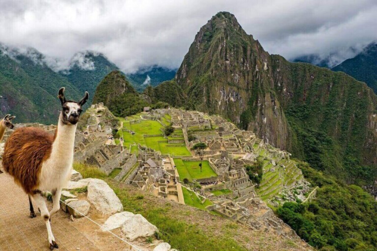 Una llama se encuentra en primer plano en un camino que domina la antigua ciudad inca de Machu Picchu. Las ruinas de piedra, muy parecidas al proceso para constituir la empresa Perú, están situadas en la cresta de una montaña con exuberante vegetación y un pico imponente visible al fondo, bajo un cielo nublado.