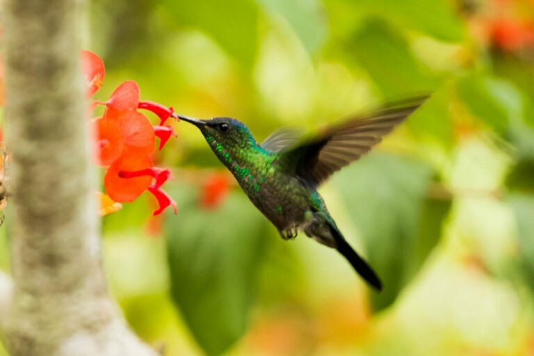 Un colibrí verde y azul flota en el aire mientras se alimenta del néctar de un racimo de flores rojas, rodeado de un exuberante follaje verde, que recuerda los diversos hábitats naturales que se encuentran al explorar el proceso de constitución de empresas en Brasil.