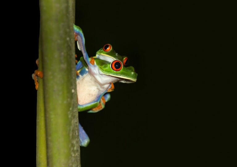 Dos ranas verdes con ojos rojos brillantes se aferran a un tallo vertical sobre un fondo negro, que recuerda la vibrante biodiversidad que se encuentra en Costa Rica. Una rana está ligeramente delante de la otra, ambas tienen los ojos mirando hacia adelante y poseen apéndices de color azul y naranja vibrantes, similar a la colorida cultura que brilla a través de la oficina administrativa de Servicios de Costa Rica.