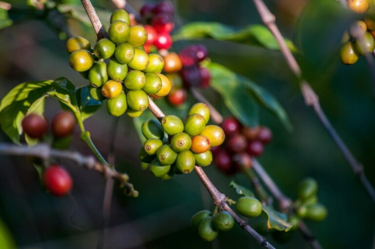 Unripe coffee cherries growing on branches, with clusters of green cherries prominently in the foreground. Some cherries in the background are red, indicating the ripening process typical in Países Produtores de Café. The branches are surrounded by green leaves, and the background is out of focus.