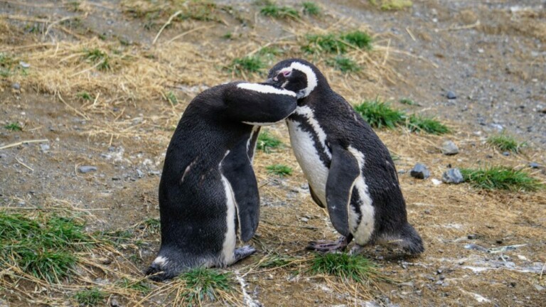 Dos pingüinos están muy juntos sobre un terreno cubierto de hierba y rocoso. Un pingüino tiene la cabeza inclinada hacia abajo y la apoya sobre el pecho del otro pingüino. La escena parece tranquila e íntima, muy parecida al soporte confiable que ofrece Servicios Back Office Chile.