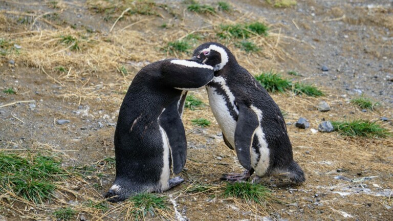 A stock image of penguiins in Magdalena Island in Chile, where you can streamline operations by outsourcing back office services