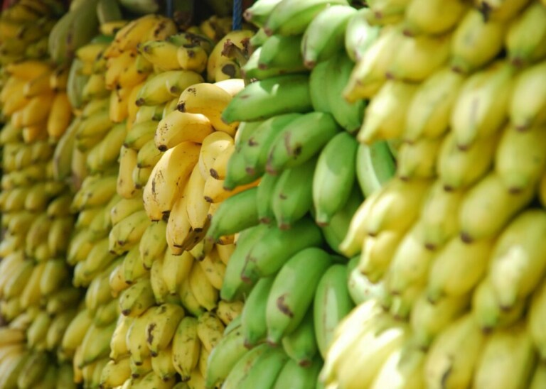 Se muestra una gran muestra de Plátano Ecuatoriano en diferentes estados de madurez. Los plátanos de la izquierda son en su mayoría amarillos y están listos para comer, mientras que los de la derecha son verdes y aún no están maduros. Están dispuestos en filas y densamente agrupados.