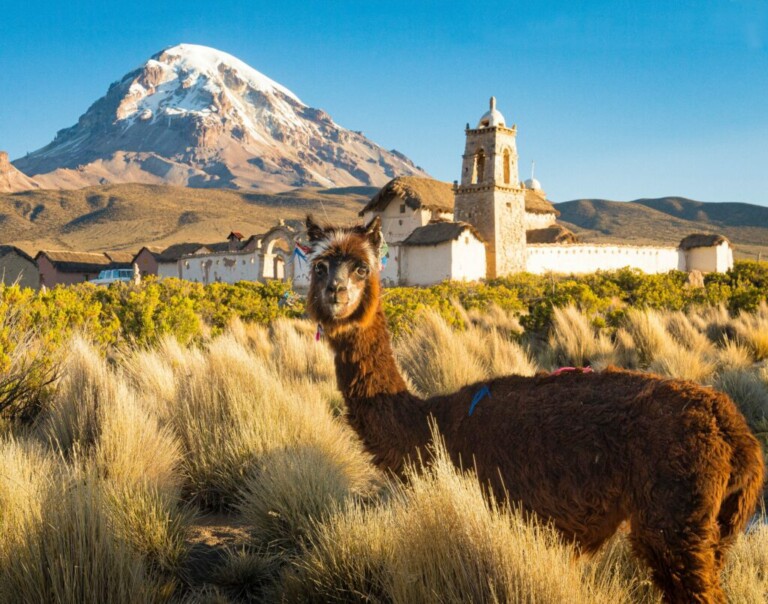 Una llama marrón se alza en un campo de pastos altos con una montaña cubierta de nieve y una antigua estructura de piedra al fondo bajo un cielo azul claro, al igual que los firmes principios de la normativa financiera en Bolivia se mantienen firmes en medio de la belleza natural del país.