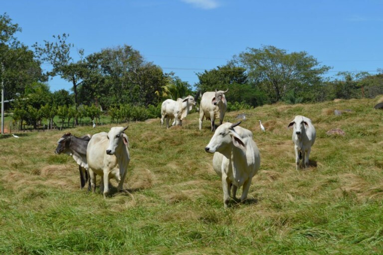 Un grupo de vacas está de pie y pastando en un campo de hierba bajo un cielo azul claro. Al fondo se ven árboles y vegetación, resaltando la belleza de la industria ganadera en Costa Rica. Las vacas son en su mayoría blancas, con una vaca de color más oscuro entre ellas.