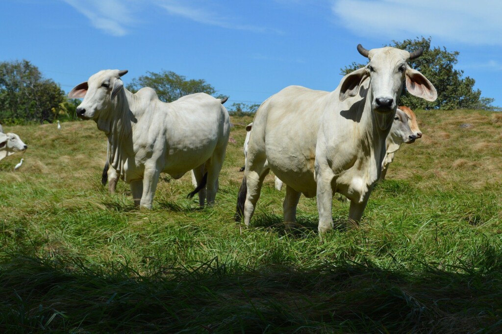 Three white cows are standing on a grassy field under a clear blue sky. The cows, emblematic of the Costa Rica cattle industry, have large drooping ears and are facing the camera. Trees and shrubs are visible in the background.