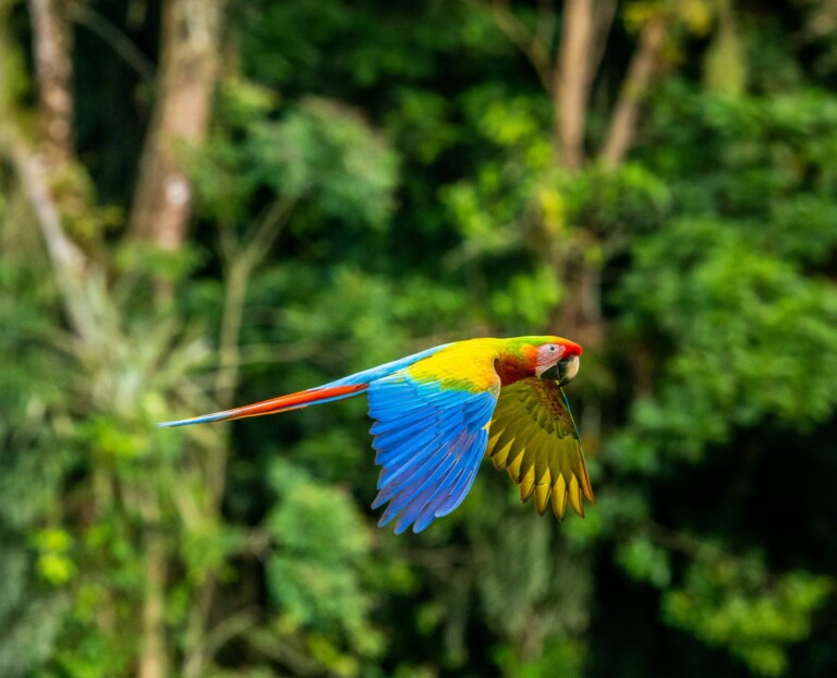 A brightly colored parrot with red, yellow, and blue feathers is in mid-flight against a backdrop of blurred green foliage. The parrot has a red head, blue wings, and a long red tail, gliding as smoothly as a lawyer in Costa Rica navigating through lush legal landscapes.