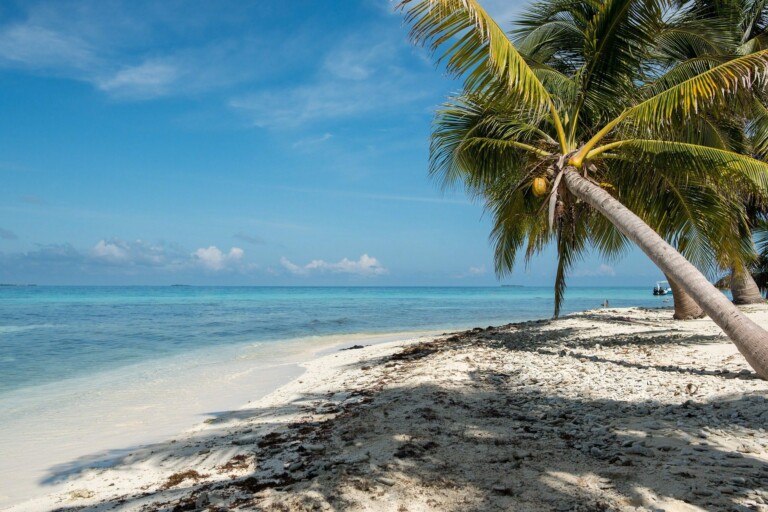 A tropical beach with white sand and clear blue waters is shown. Coconut palm trees are visible, with one tree leaning toward the water. The sky is clear with a few scattered clouds. Seaweed and debris line the shore—a perfect serene escape in Central America, ideal for investing in tranquility.