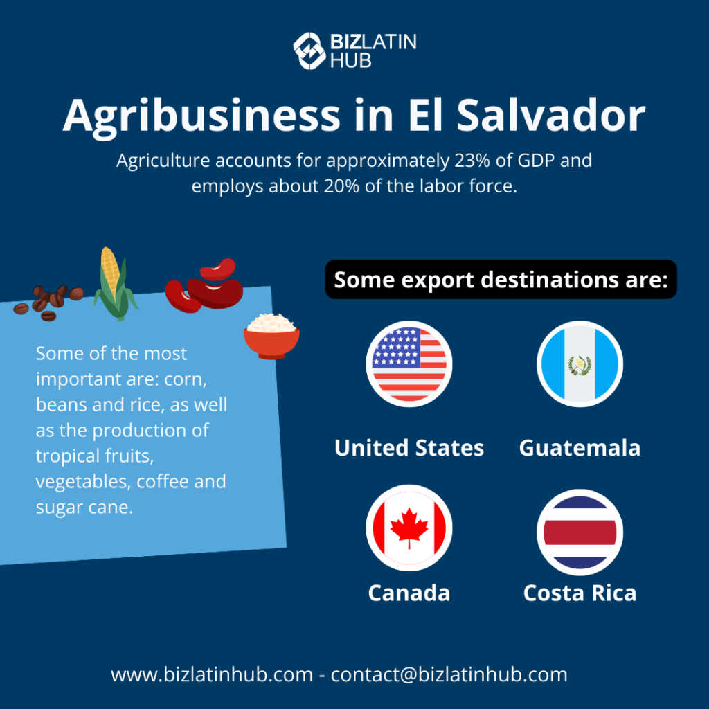 Infographic titled "Agribusiness in El Salvador" displaying agriculture's contribution to GDP and labor force. Illustrations of corn, beans, and rice highlight key products. Export destinations listed include the United States, Guatemala, Canada, and Costa Rica. Start your business in El Salvador today!